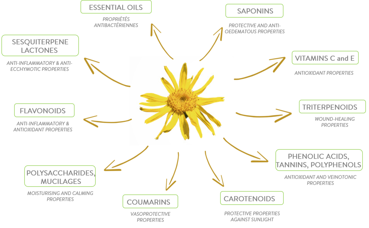 Revealing the secret of Arnica Flower Boiron Asia
